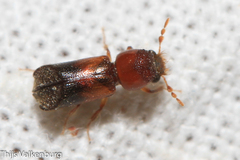 Scobicia chevrieri