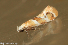 Epicallima mercedella