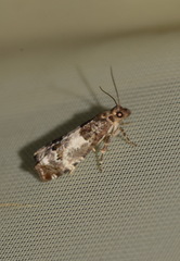 Notocelia trimaculana