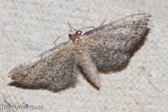 Idaea infirmaria