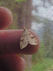 Udea washingtonalis