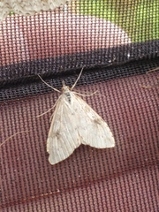Udea washingtonalis