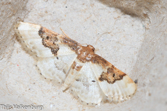 Idaea mustelata