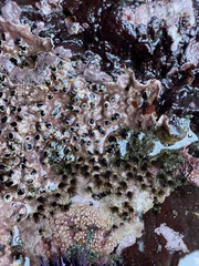 Dodecaceria fewkesi