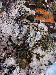 Dodecaceria fewkesi