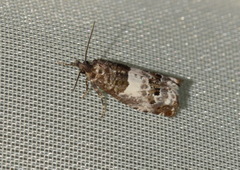 Notocelia trimaculana