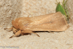 Sesamia nonagrioides