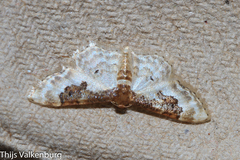Idaea mustelata