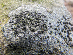Amandinea