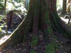 Nothofagus cunninghamii