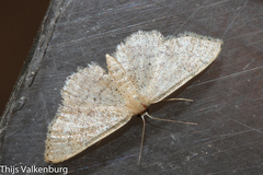 Idaea obsoletaria