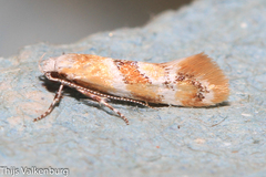 Epicallima mercedella