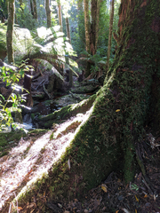 Nothofagus cunninghamii