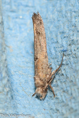 Zelleria oleastrella