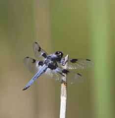 Libellula nodisticta