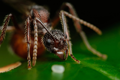 Dolichoderus beccarii