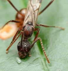 Dolichoderus beccarii