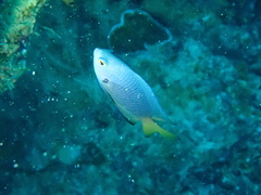 Pomacentrus nigromarginatus