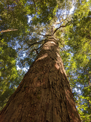 Nothofagus cunninghamii