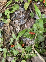 Geophila