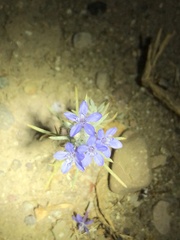 Eriastrum sapphirinum