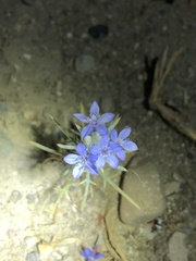 Eriastrum sapphirinum