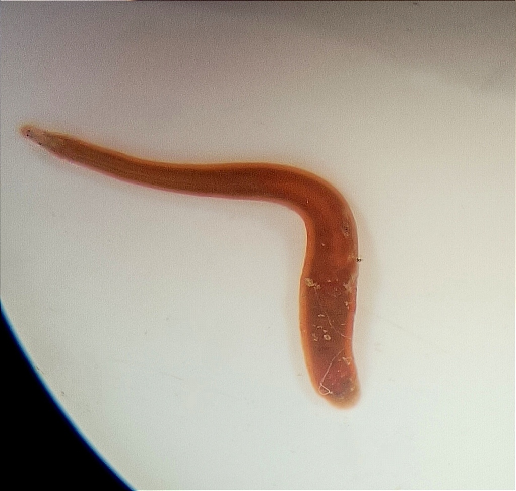 Salifidae