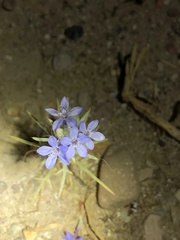 Eriastrum sapphirinum