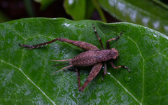 Eneopterinae