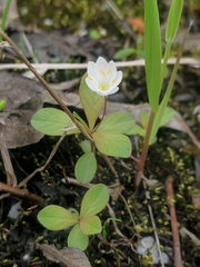 Lysimachia europaea