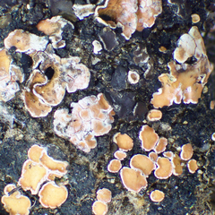 Psora decipiens