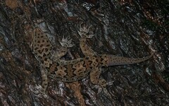 Hemidactylus maculatus