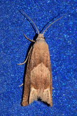 Eucosma conterminana