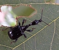 Cycnotrachelus cyanopterus