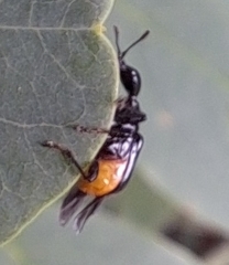 Cycnotrachelus cyanopterus
