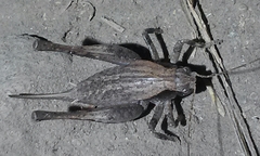 Aglaothorax morsei