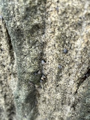 Nodilittorina pyramidalis