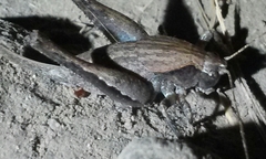 Aglaothorax morsei