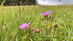 Melastoma × intermedium