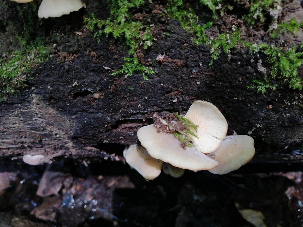spatula oyster