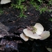 Hohenbuehelia auriscalpium - Photo Sem direitos reservados