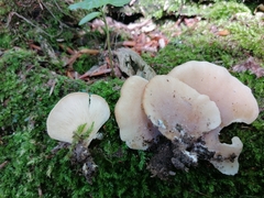 Hohenbuehelia auriscalpium