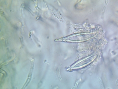 Hohenbuehelia auriscalpium