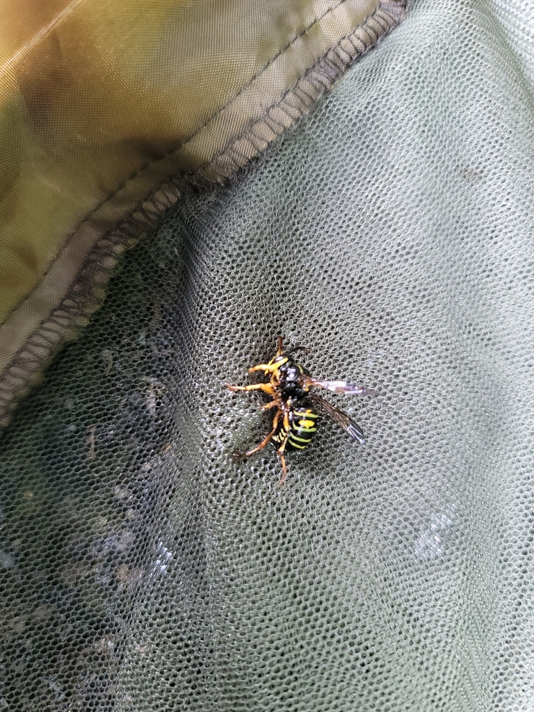 Dolichovespula stigma