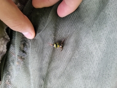 Dolichovespula stigma