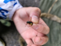 Dolichovespula stigma