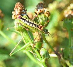 Poecilimon macedonicus