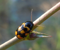 Cryptocephalus anticus