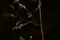 Agrostis infirma