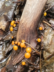 Vibrissea truncorum